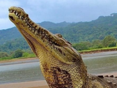 Crocodile safari - photo 14